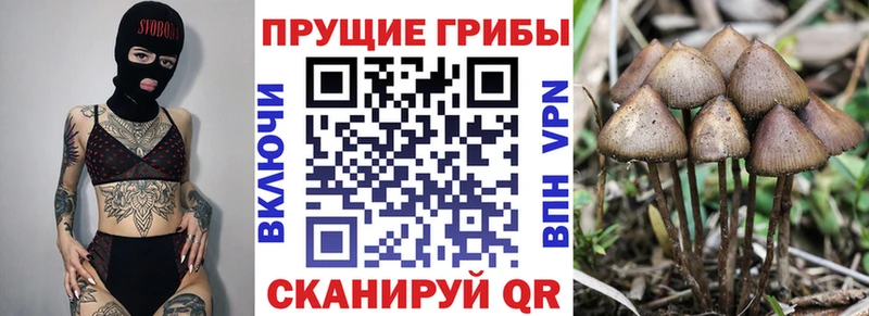 Галлюциногенные грибы Psilocybine cubensis  мега зеркало  Каменка 